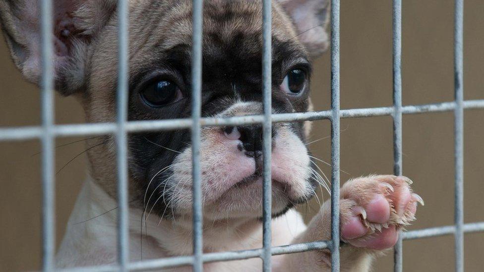 Quarantined French Bulldog