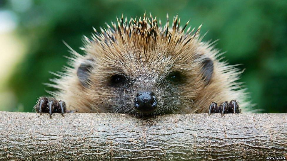 A photo of a hedgehog sitting on a log and looking into the camera