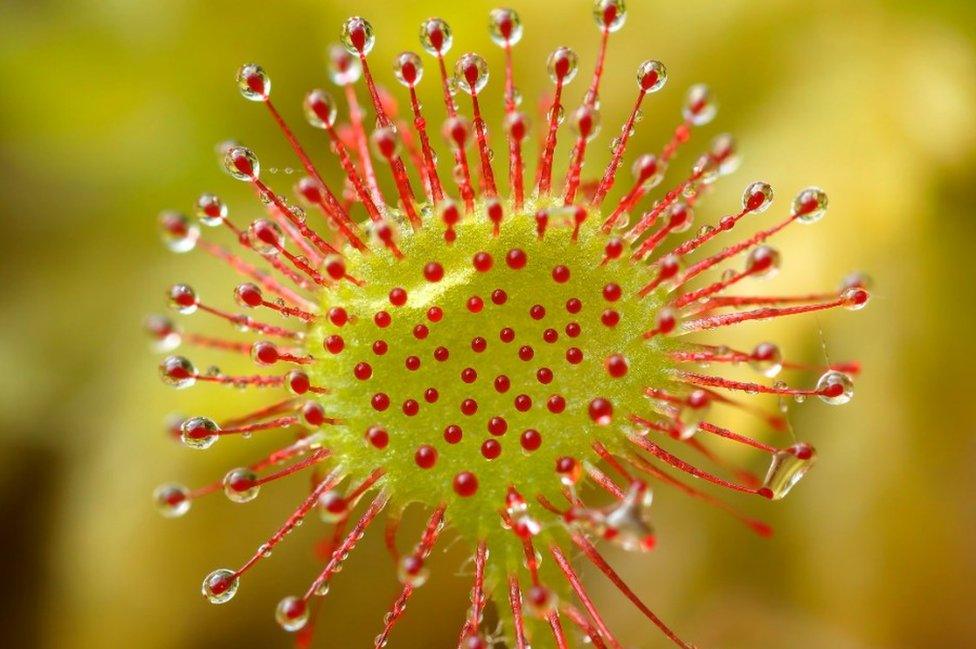 Round-leaved sundew at Sole Common Pond