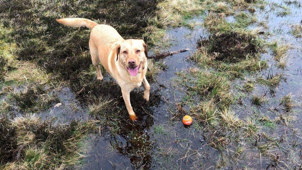 A dog in floods at Wimbledon Common