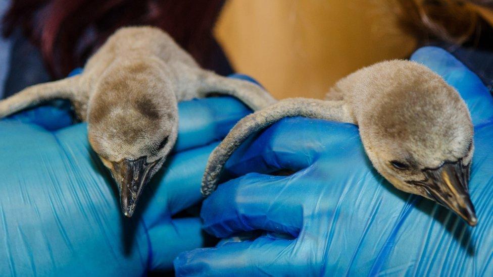 Humboldt chicks at Longleat