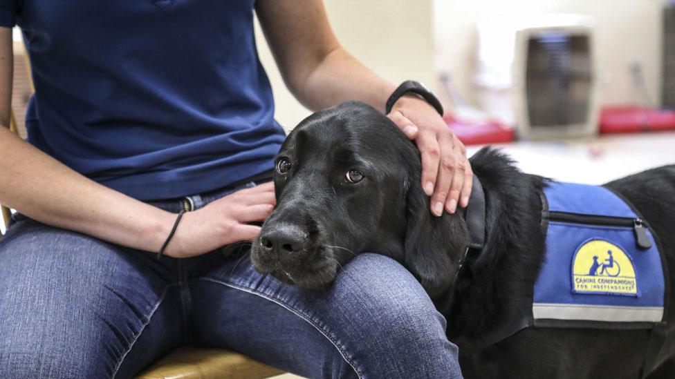 therapy dog