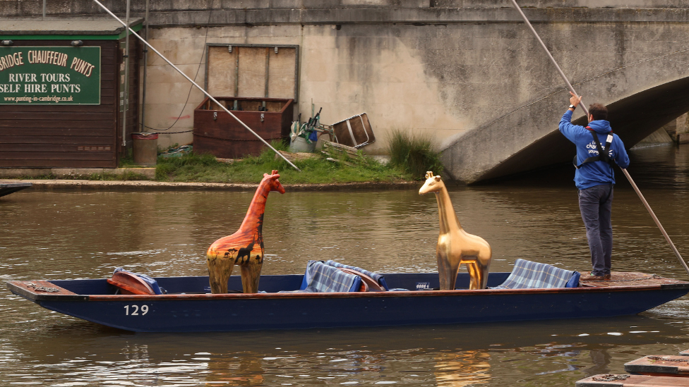 Two mini giraffes on a punt