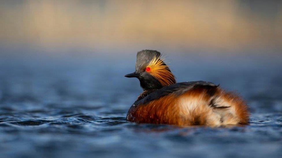 Black-necked grebes