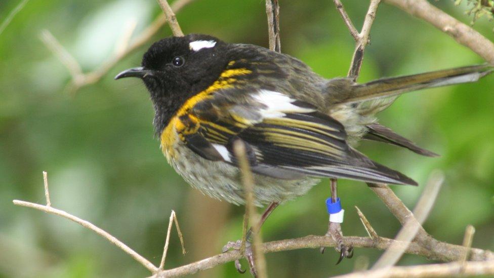 Male stitchbird