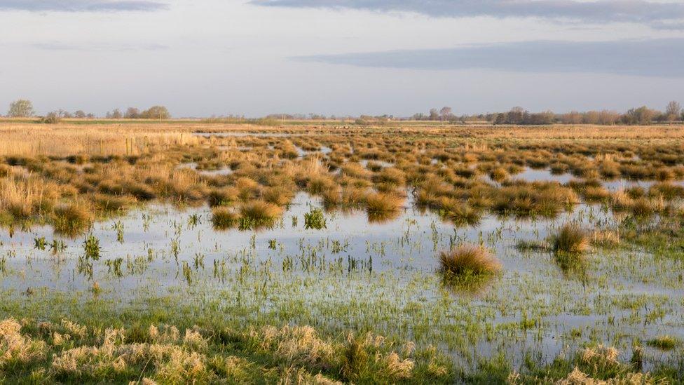 Wicken Fen/Baker Fen