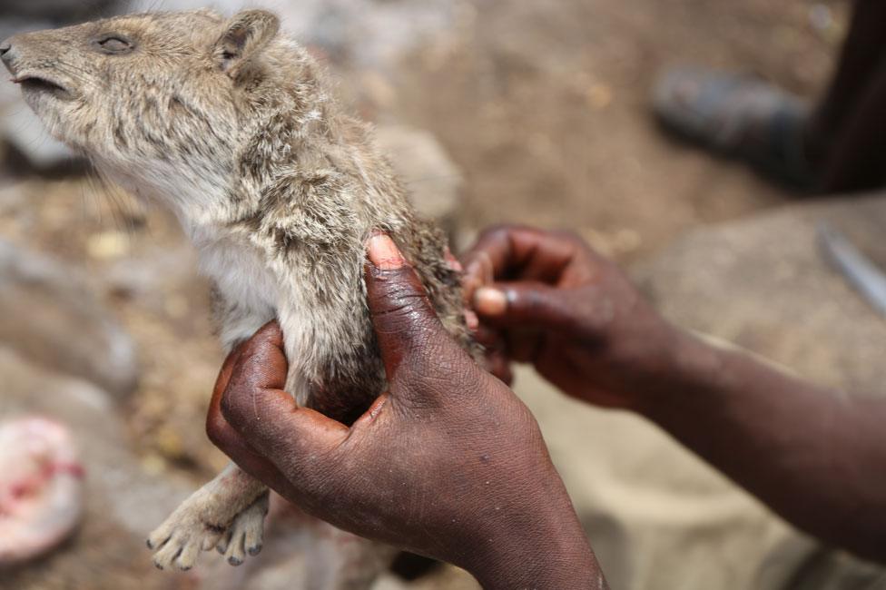 A hyrax, before cooking