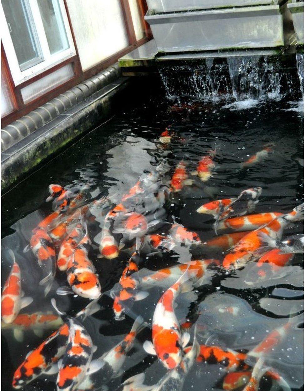 Fish pond