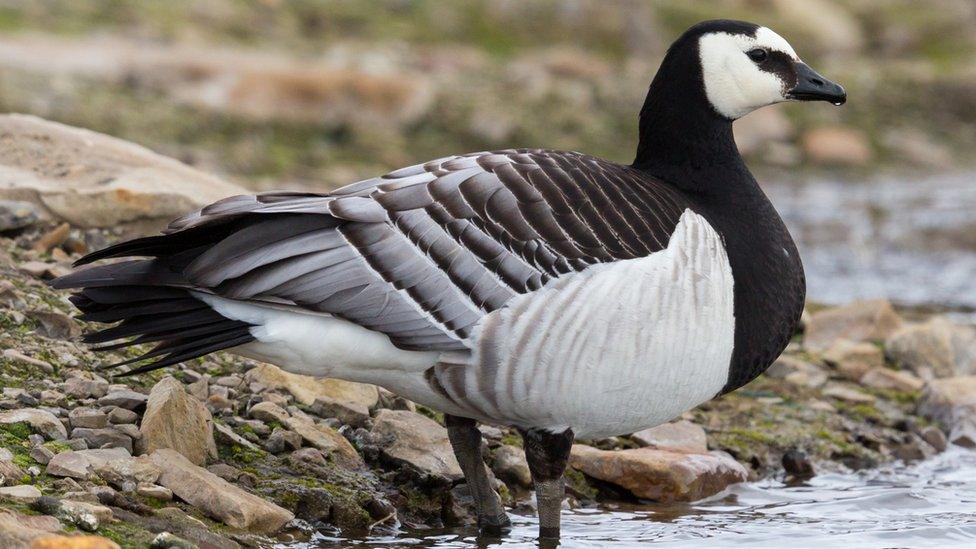 Barnacle goose