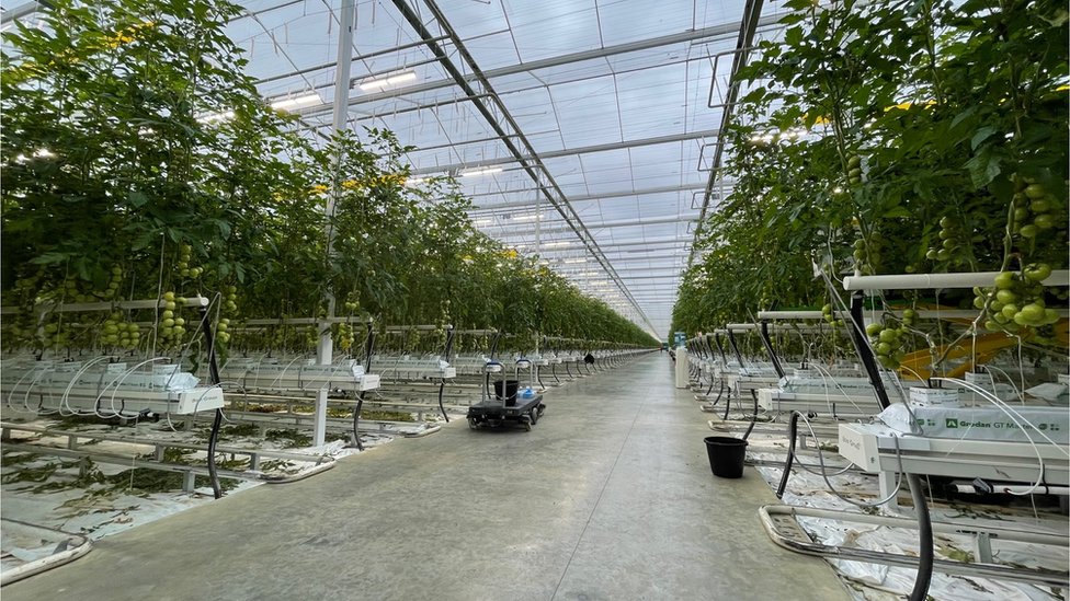 Tomatoes grown in large industrial greenhouse