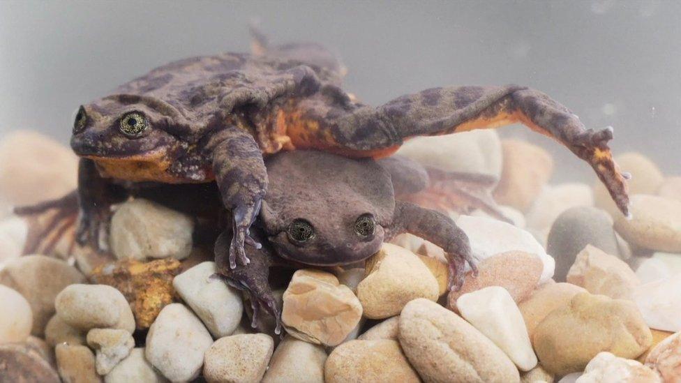 Romeo and Juliet, very rare Sehuencas water frogs