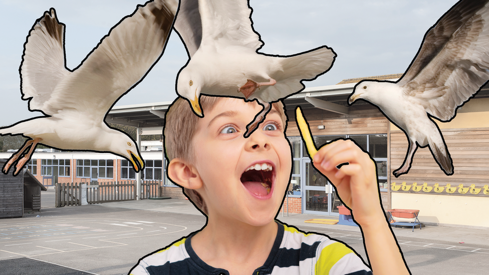 sea-gulls-circle-boy-holding-a-chip