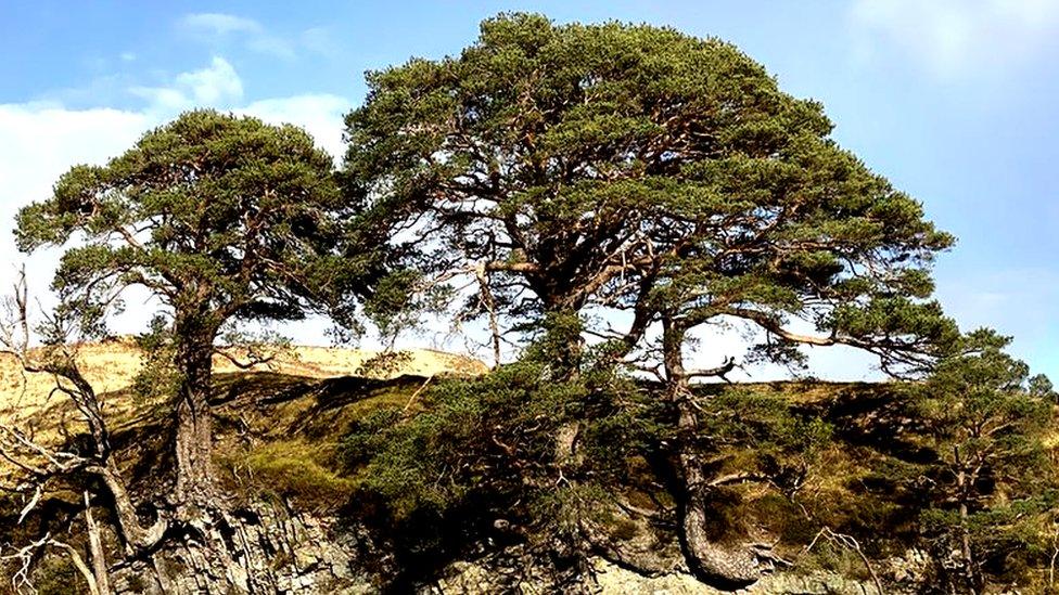 Two Caledonian pinewood trees sticking out from a cliffside.