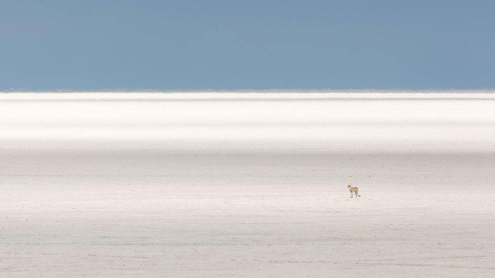 cheetah-on-sand-alone