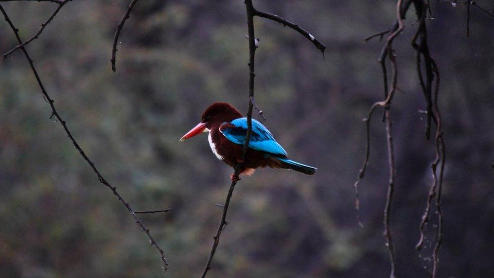 White throated kingfisher in Bharatpur