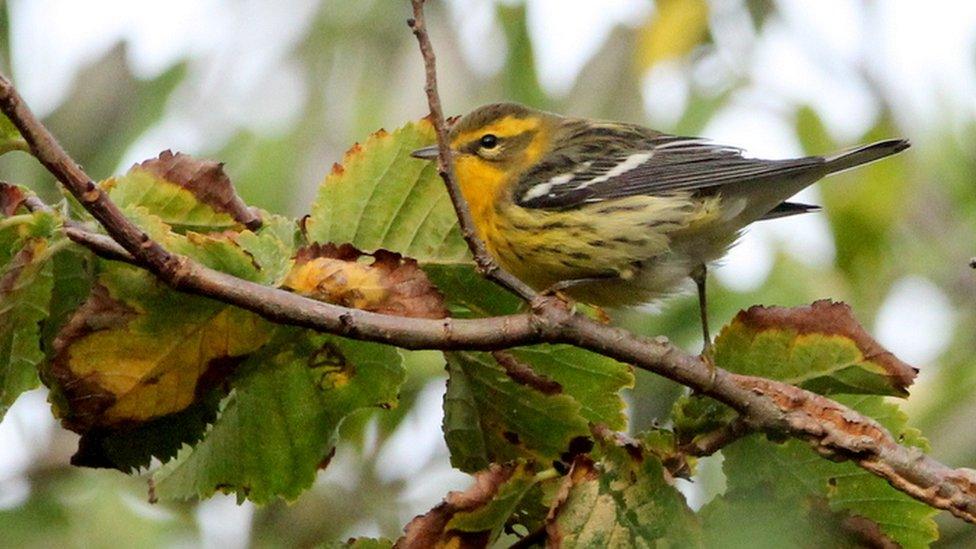 Blackburnian Warbler