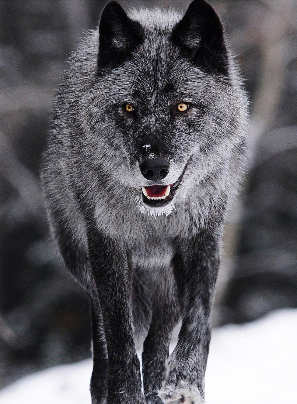 A grey wolf amidst snow