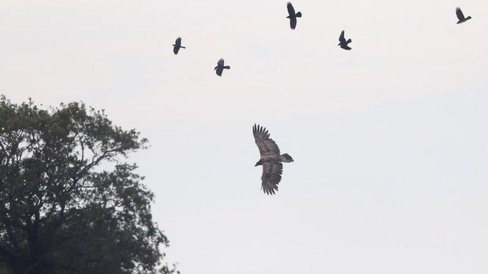 bearded vulture