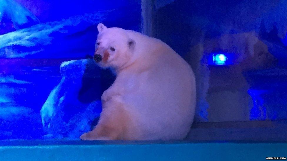 Pizza the polar bear