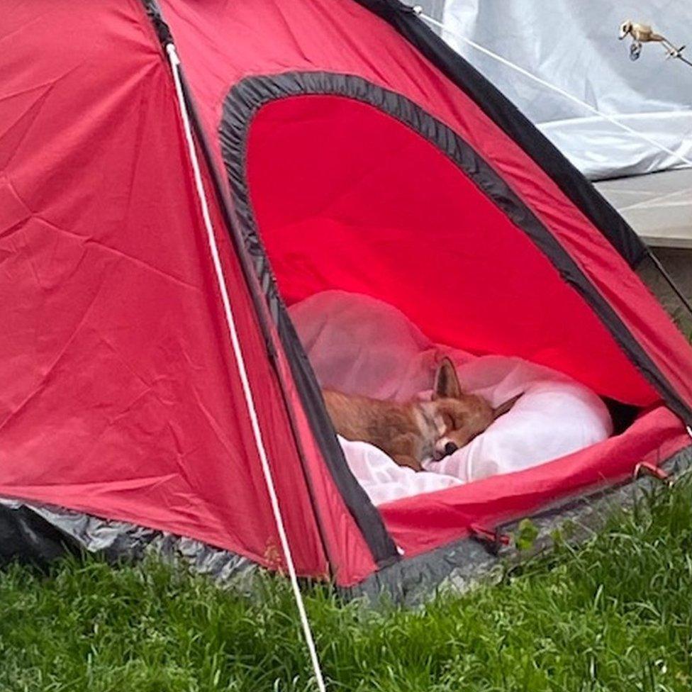 Florence the fox in a tent