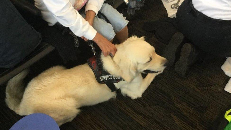 Service dog