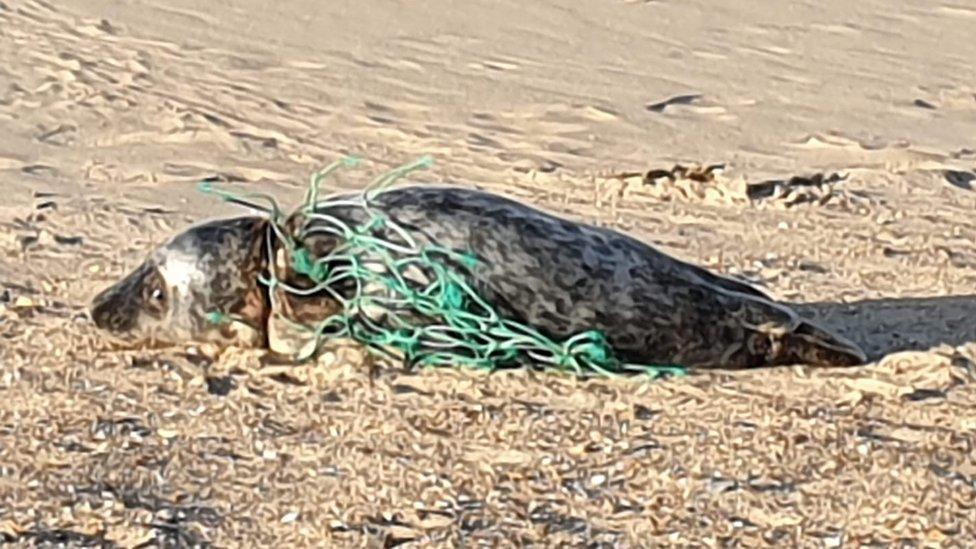 injured seal