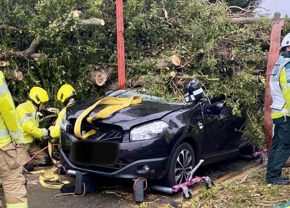 A car crushed under a tree