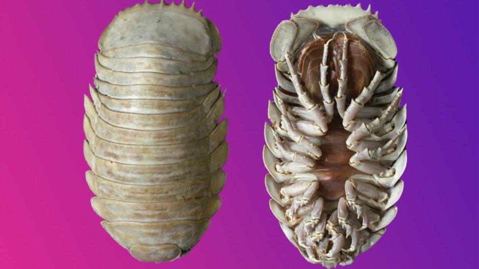 Isopod New giant 14legged sea creature discovered by scientists in