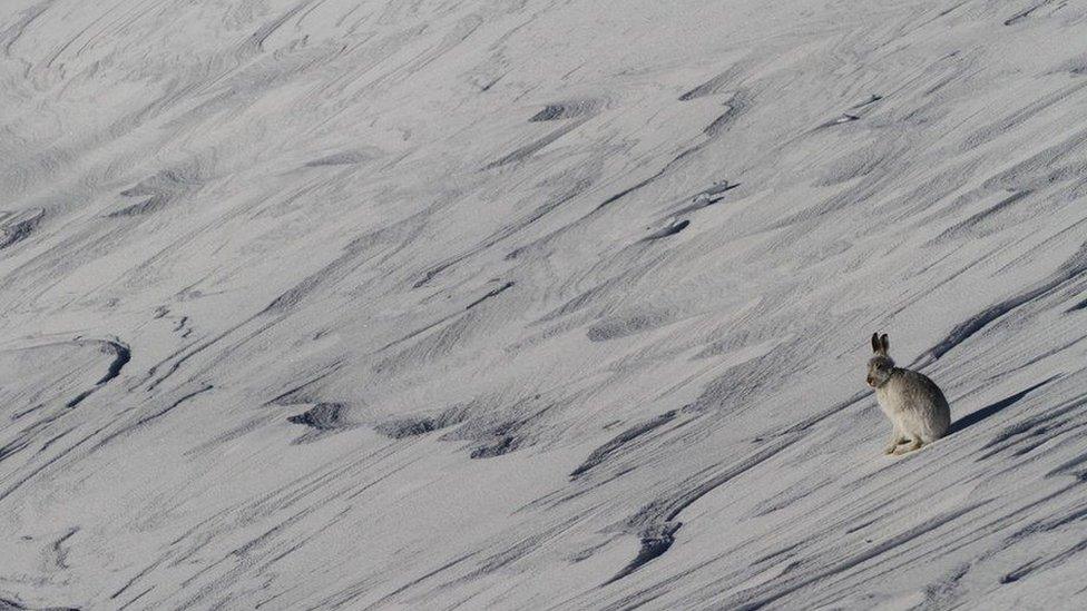 Mountain hare in Southern Cairngorms in January