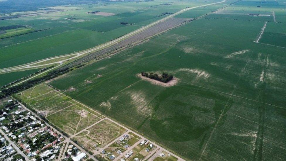 Giant image of Messi's face growing in a cornfield