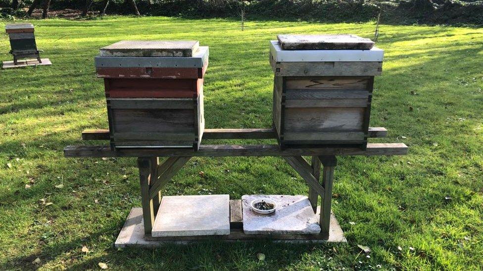 Bee hives