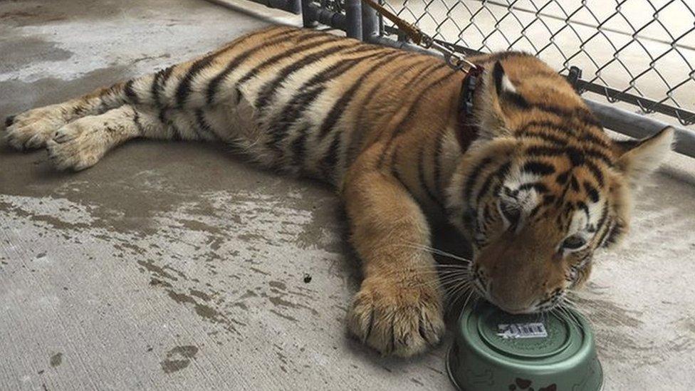 Young female tiger lays in a pen of the Conroe Police Department