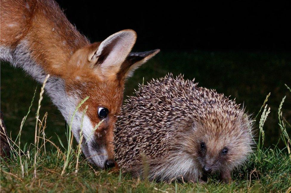 A young fox sniffs a hedgehog at night time in a garden in Amersham, England