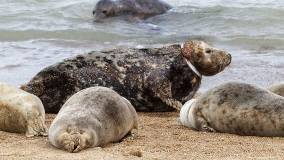 A seal with a plastic ring around its neck