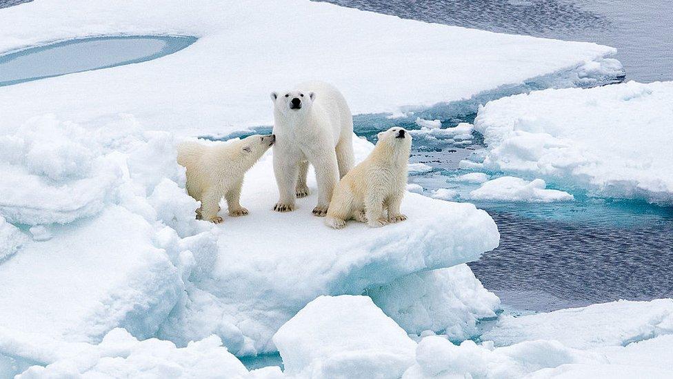 polar bears