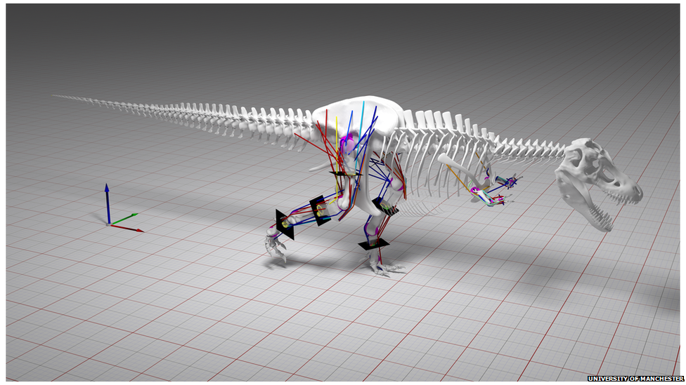 T-rex modelling of gait