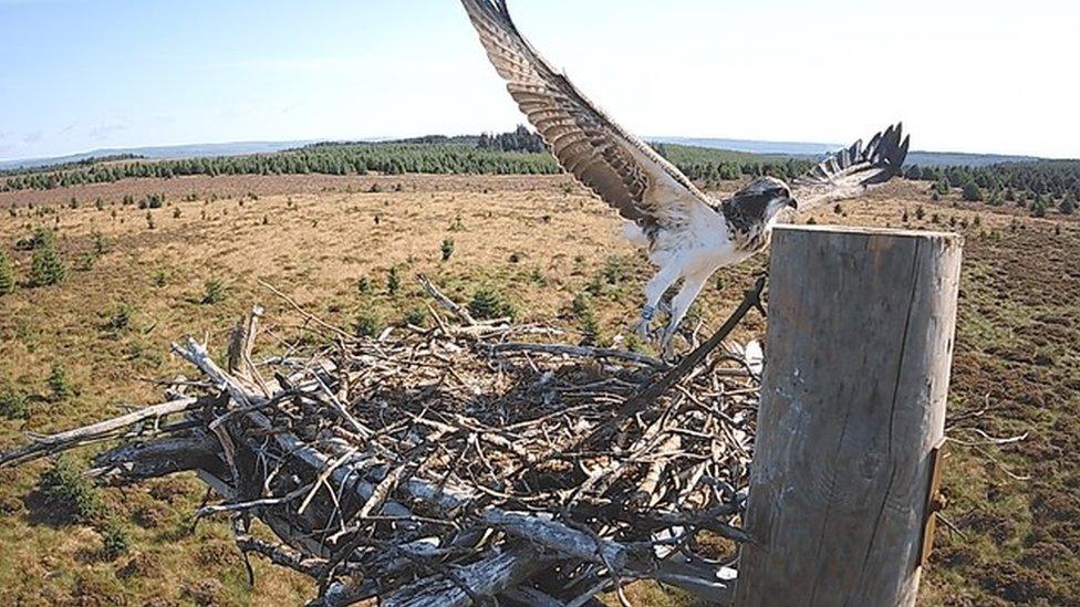 Osprey leaving a nest