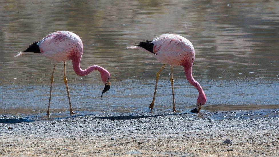 Flamingos in wetter part of the desert