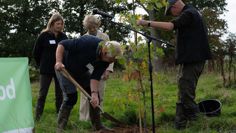 Man planting a tree