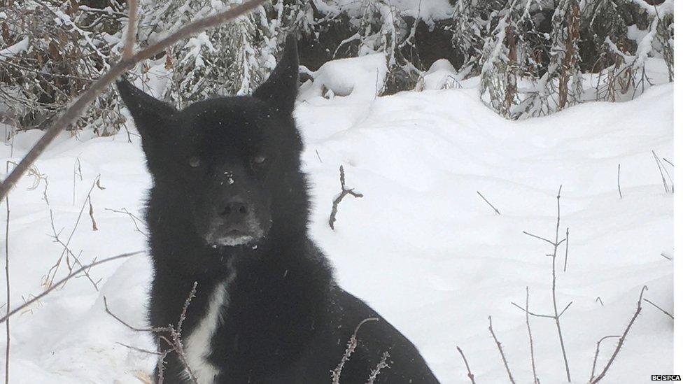 Yukon the husky mix