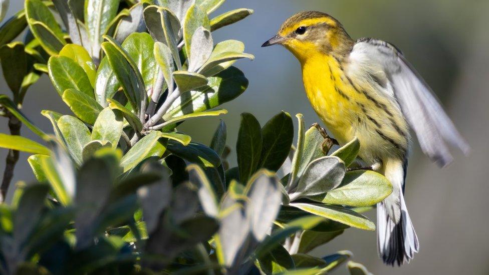 Blackburnian warbler