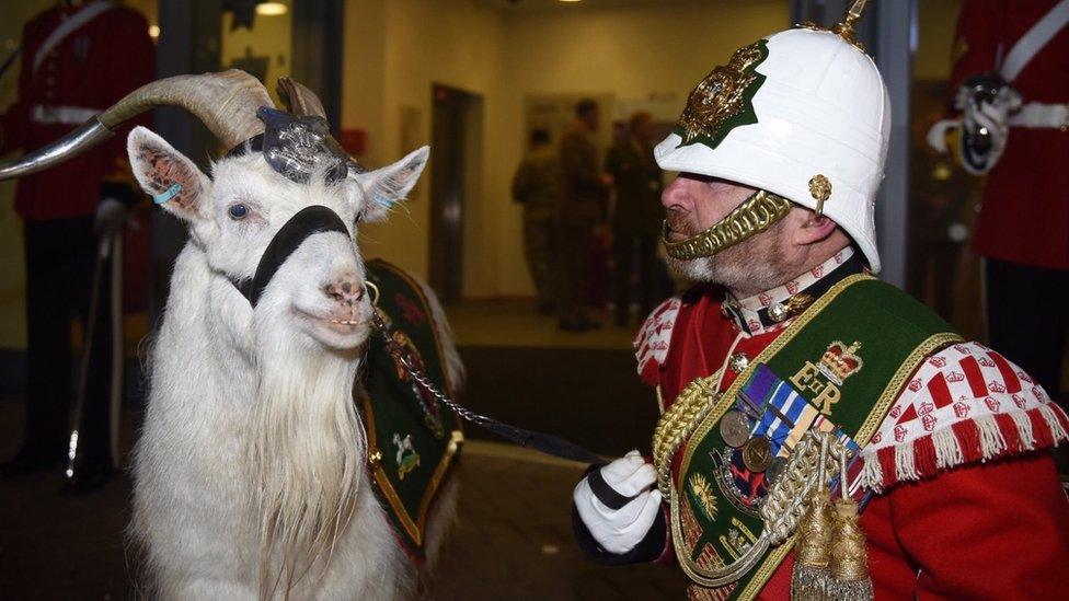 Shenkin with his handler Goat Major Sergeant Mark Jackson