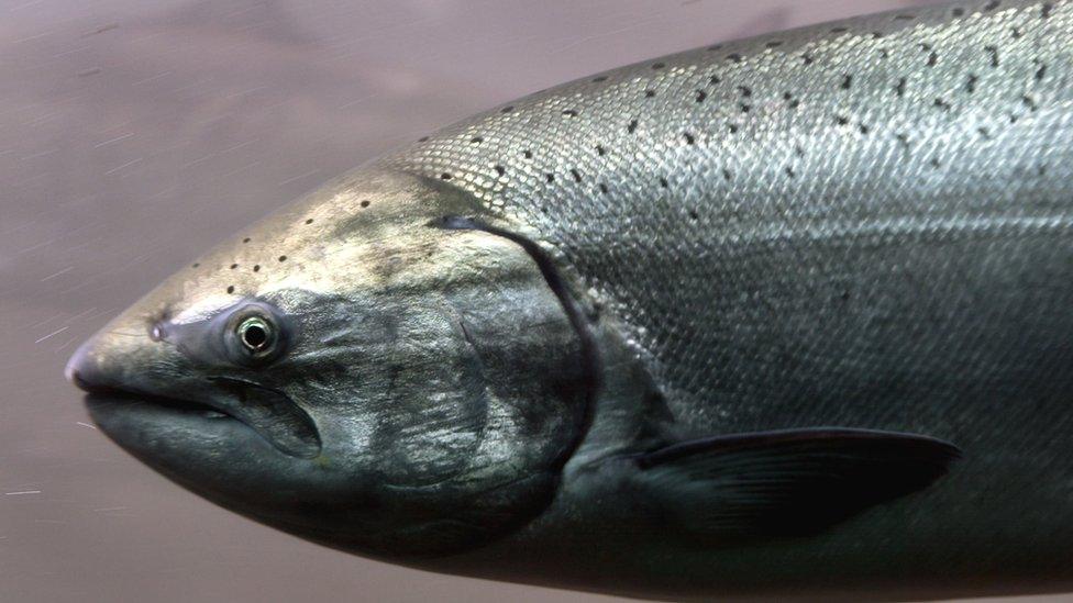 A Chinook salmon passes through the viewing room at McNary Lock and Dam on the Columbia River, June 7, 2005 near Umatilla, Oregon. In late May 2005