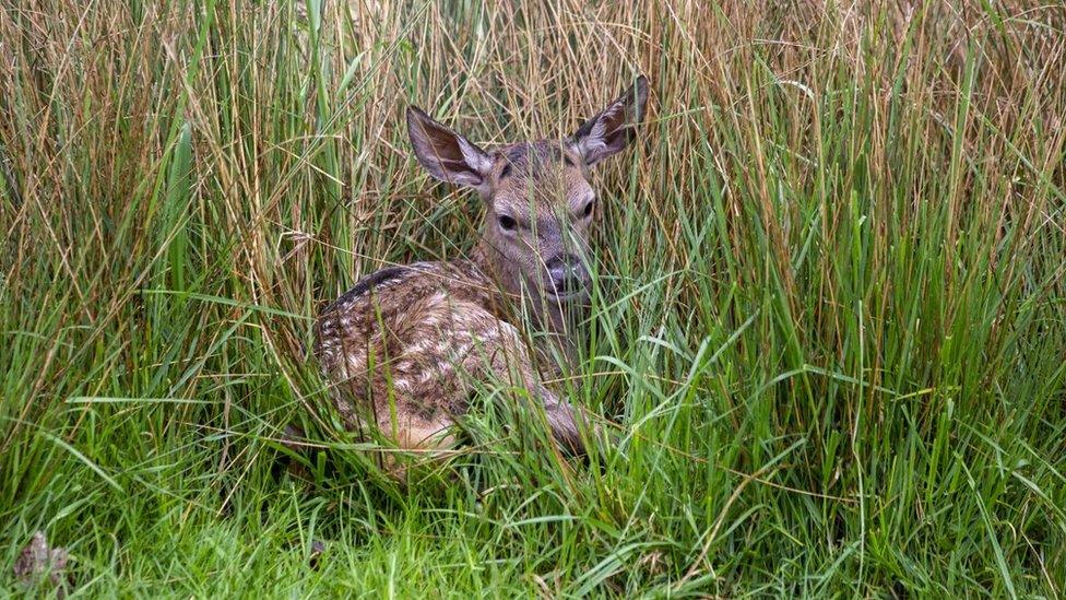 baby deer