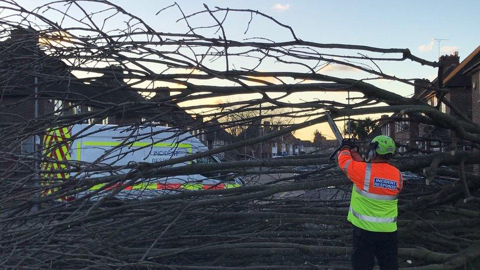 Tree surgeon dealing with fallen tree