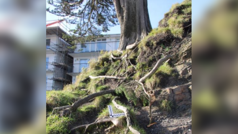 Exposed roots on the Monterey Cypress tree