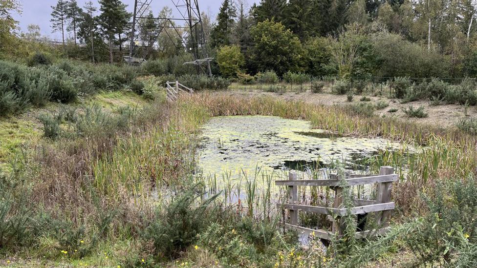 Stover Lake reed bed - reeds and algae pictured on water surrounded by trees and a pilon