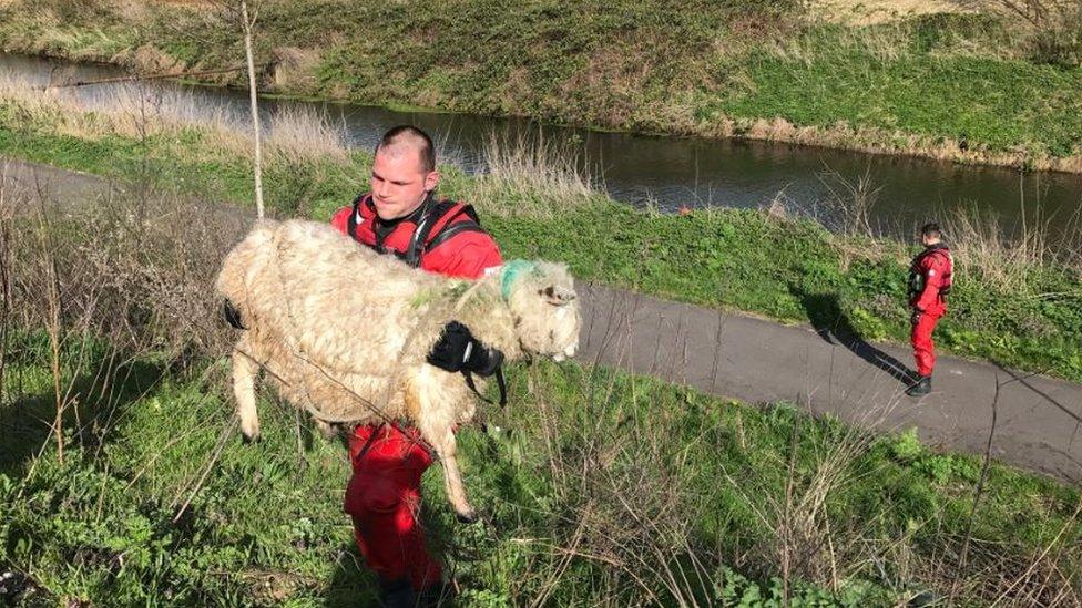 Sheep rescue