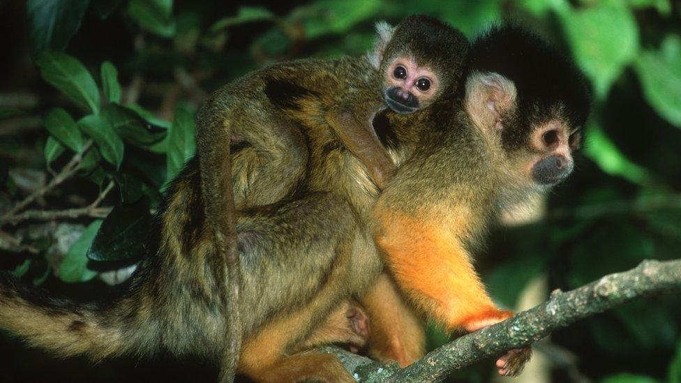 A Squirrel monkey, saimiri genus