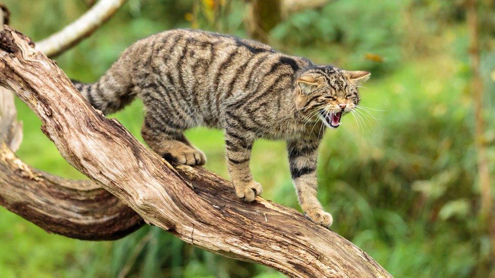 A wildcat yowls standing on a branch